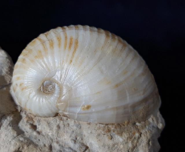 Otostoma retzii (NILSSON 1827) - Bild © FossNet FossilienStore